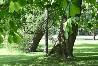 Trees in park