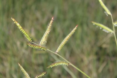Close-up of insect on leaf
