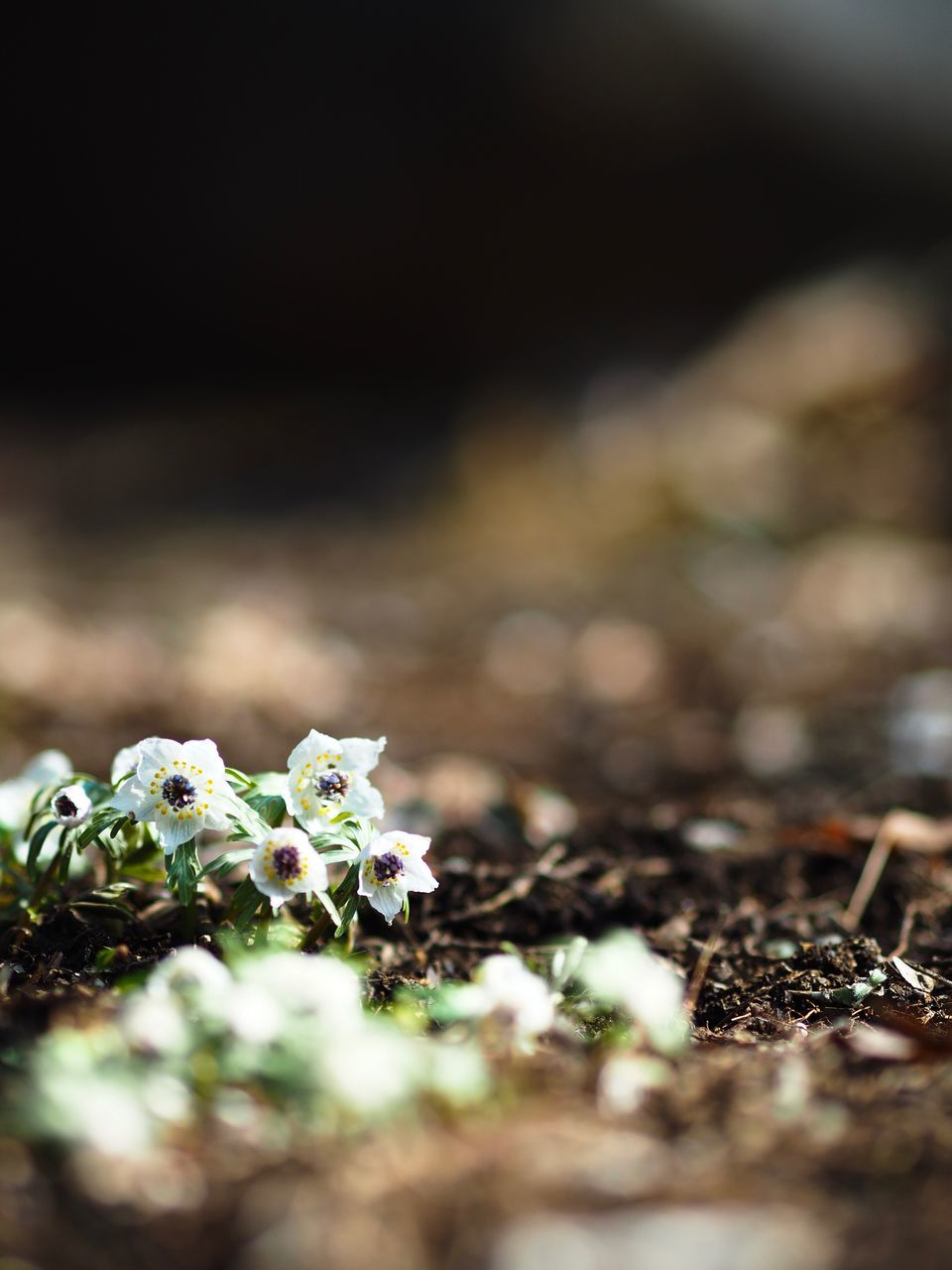 selective focus, nature, growth, close-up, no people, fragility, plant, outdoors, day, beauty in nature, flower, freshness