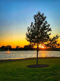 Tree by lake against sky during sunset
