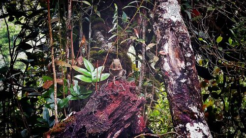 Close-up of plants and trees in forest