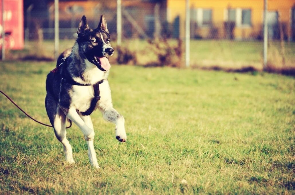 animal themes, domestic animals, dog, pets, one animal, mammal, grass, field, grassy, pet collar, running, two animals, full length, focus on foreground, playing, nature, standing, green color, day, no people