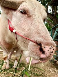 Close-up of cow