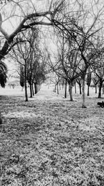 Bare trees in park