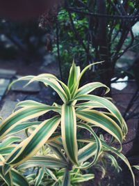 Close-up of fresh green plant