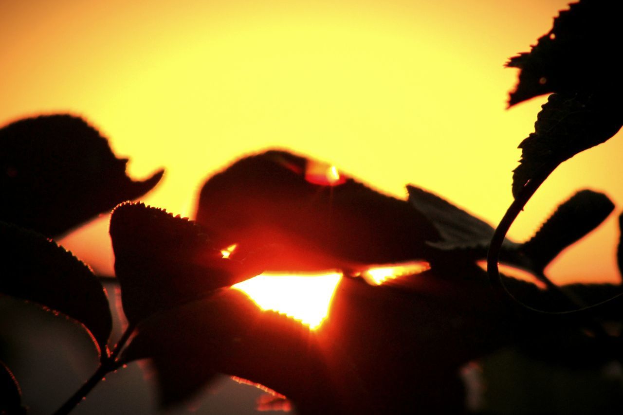 sunset, silhouette, sun, orange color, clear sky, sky, sunlight, focus on foreground, close-up, lens flare, nature, beauty in nature, outdoors, tranquility, back lit, dusk, outline, sunbeam, copy space