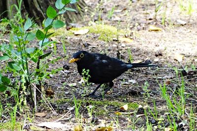 High angle view of bird perching on a field