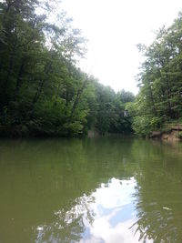 Reflection of trees in calm water