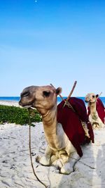 View of a horse on the ground