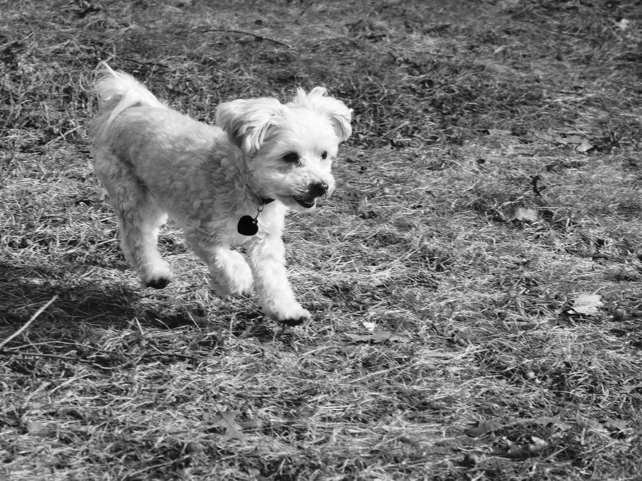 domestic animals, animal themes, mammal, dog, grass, field, pets, one animal, grassy, young animal, high angle view, full length, standing, nature, day, two animals, looking at camera, portrait, no people, outdoors