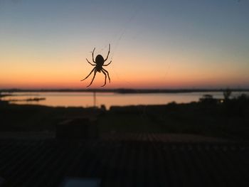 Close-up of silhouette spider against sky at sunset