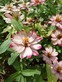 Close-up of pink flowers