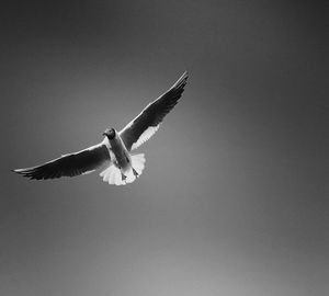 Low angle view of birds flying over white background