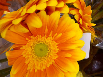 Close-up of yellow daisy flower