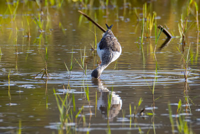 Duck in lake