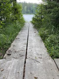 Surface level of boardwalk along trees