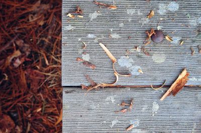High angle view of wood