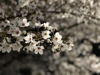 Close-up of white cherry blossoms