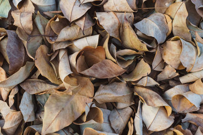 Dried leaves background in the wood in autumn, dry leaves, autumn leaves background.