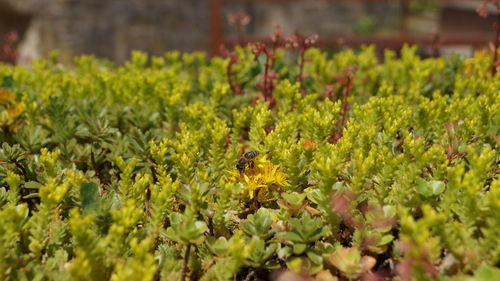 Close-up of bee pollinating on yellow flower