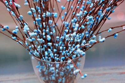 Close-up of blue flowering plant