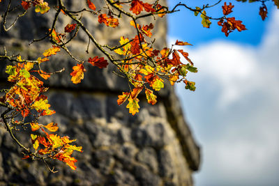 Low angle view of autumnal tree against sky