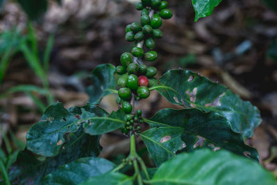 Close-up of berries growing on plant