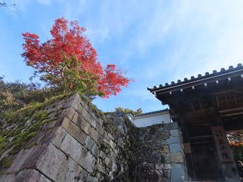 Low angle view of flowering tree by building against sky