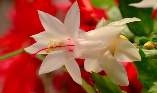 Close-up of red flowers