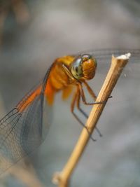 Close up of golden dragonfly perching on the dried plant stem in the garden