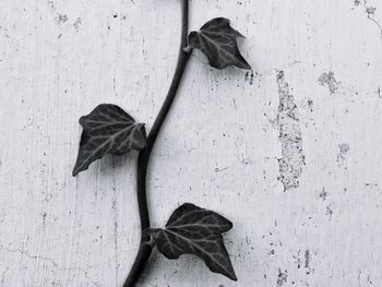 Directly above shot of dry leaf on wooden table