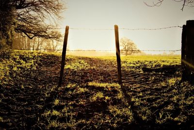 Trees on field against sky