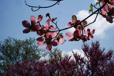 Low angle view of pink cherry blossoms against sky