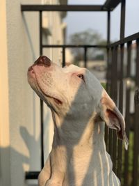 Close-up of a dog looking away