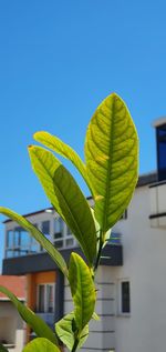 Close-up of plant against building