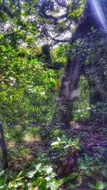 Trees in forest