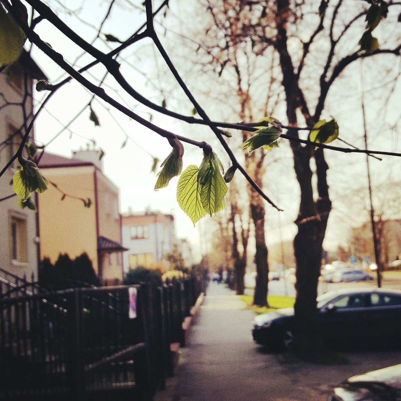 tree, growth, architecture, city, building exterior, built structure, nature, day, outdoors, real people, sky, beauty in nature