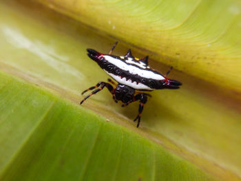 Close-up of insect on leaf