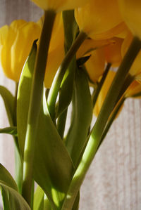 Close-up of yellow flowers