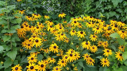 Close-up of yellow flowers blooming in park