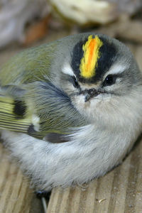 Close-up of bird perching