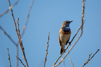 Low angle view of bird perching on branch against sky