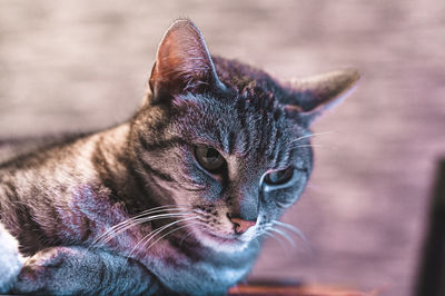 Close-up of a cat looking away