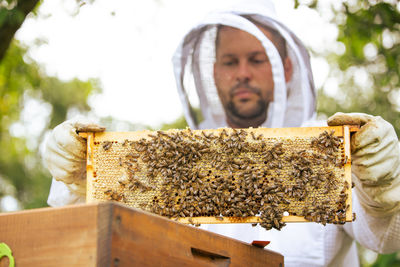 Close-up of bee