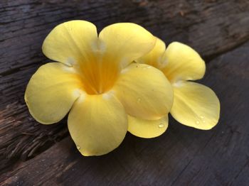 Close-up of yellow flowers