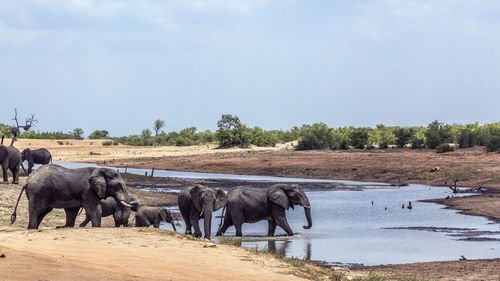 Elephant family at waterhole against sky