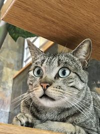 Portrait of cat sitting on floor