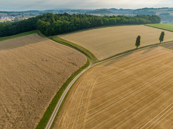 Scenic view of agricultural field