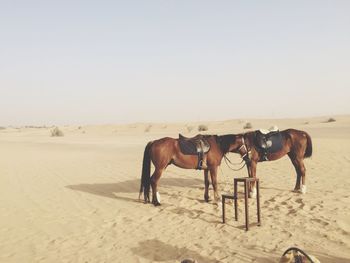 Horse on sand at beach against clear sky