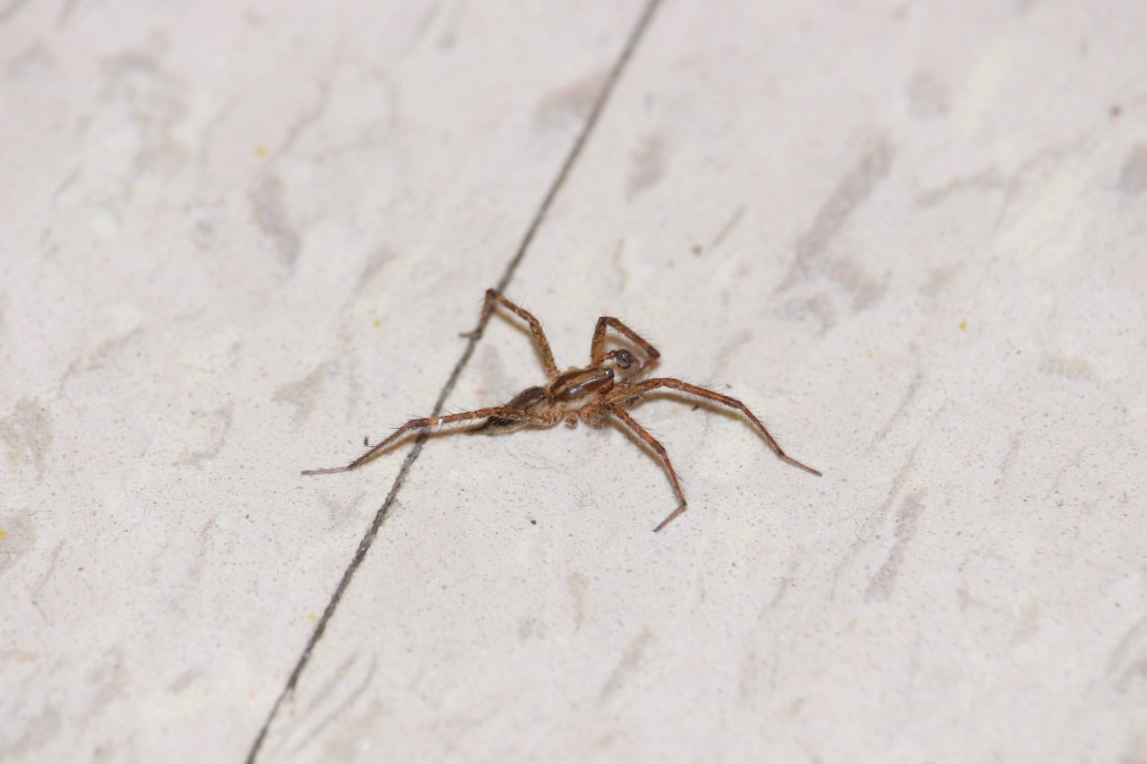 CLOSE-UP OF SPIDER ON LEAF